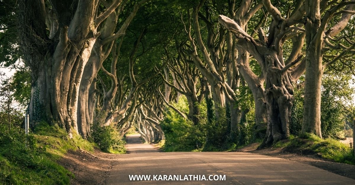 Detailed Travel Guide Of Hauntingly Beautiful: Dark Hedges | Things To Do In Northern Ireland