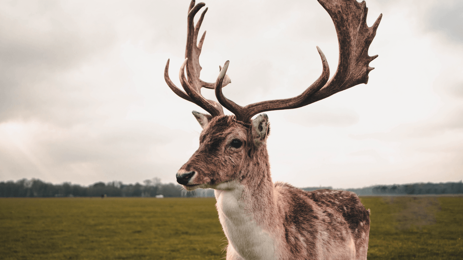 Phoenix Park Guide: Things To Do, Parking & Cafe (2024)