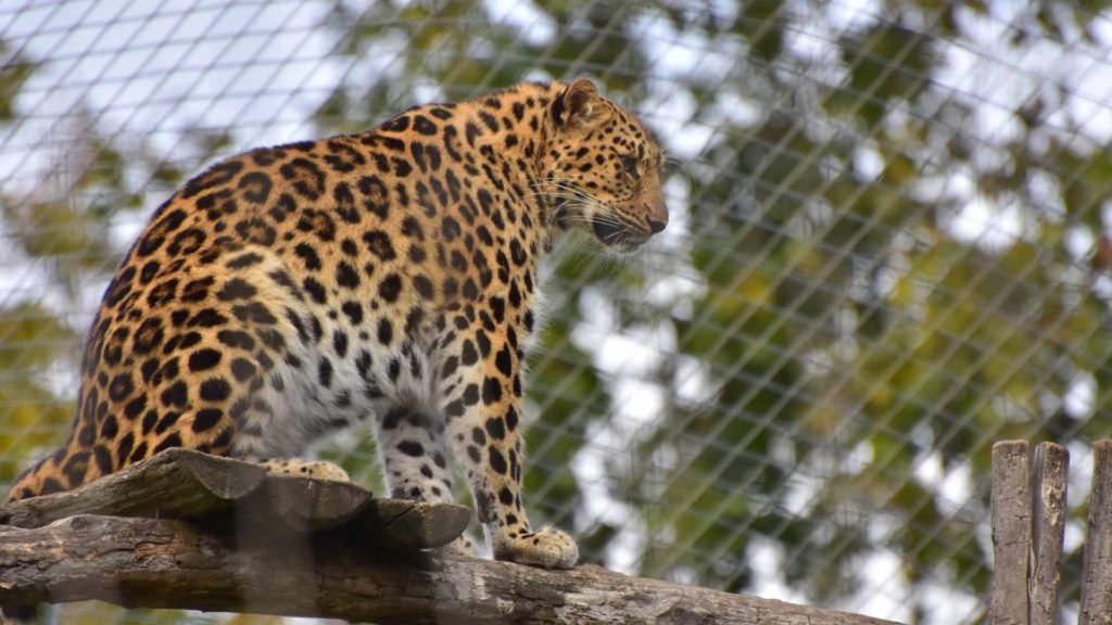 Leopard at Vienna Zoo
