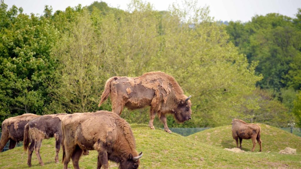 Bisons at Fota Wildlife Park