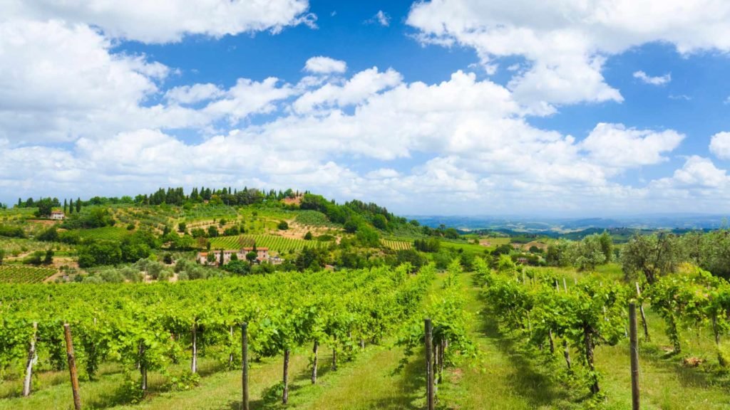 Tuscan vineyards
