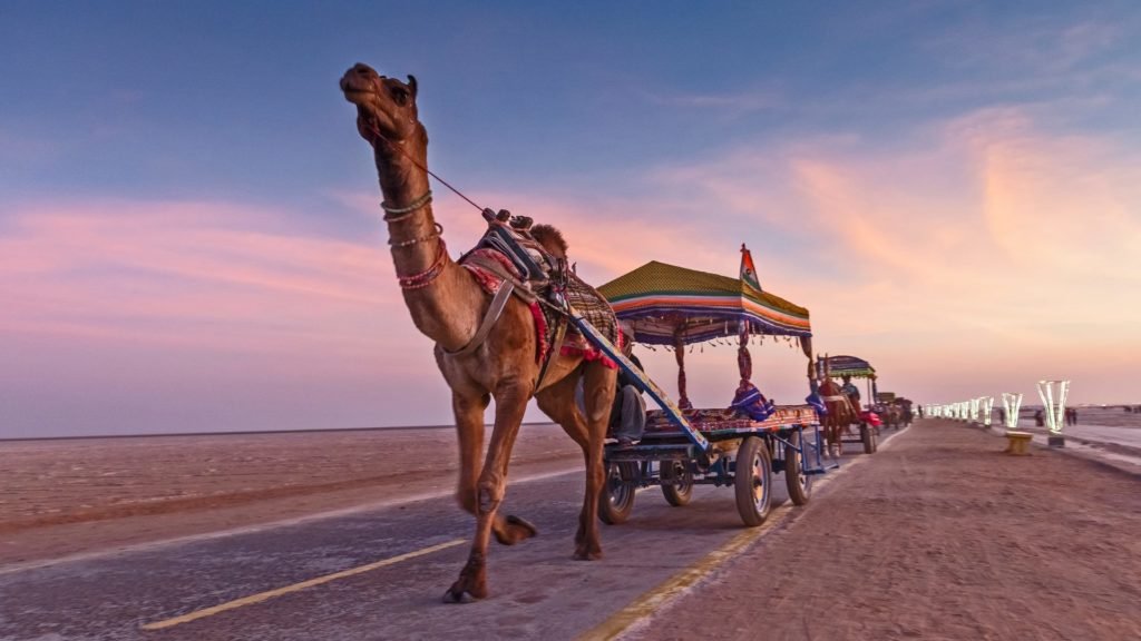 Camel rides in Kutch 