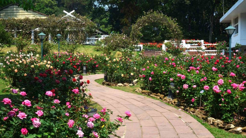 Japanese Rose Garden -Nagpur