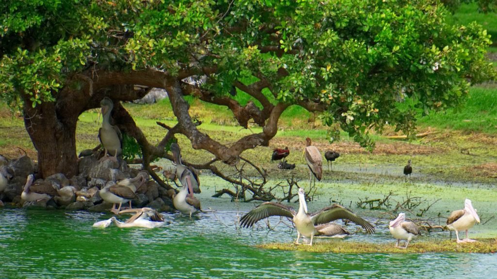 Nalsarovar Bird Sanctuary Ahemdabad