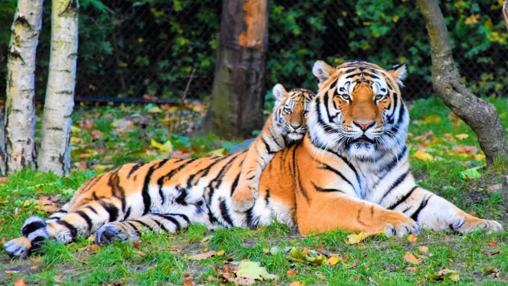 Pench Tiger Reserve -Nagpur
