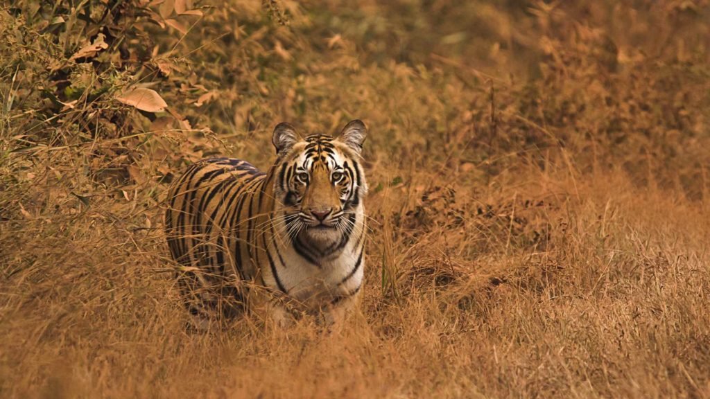 Umred Karhandla Wildlife Sanctuary -Places to Visit in Nagpur