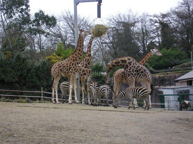 Belfast zoo