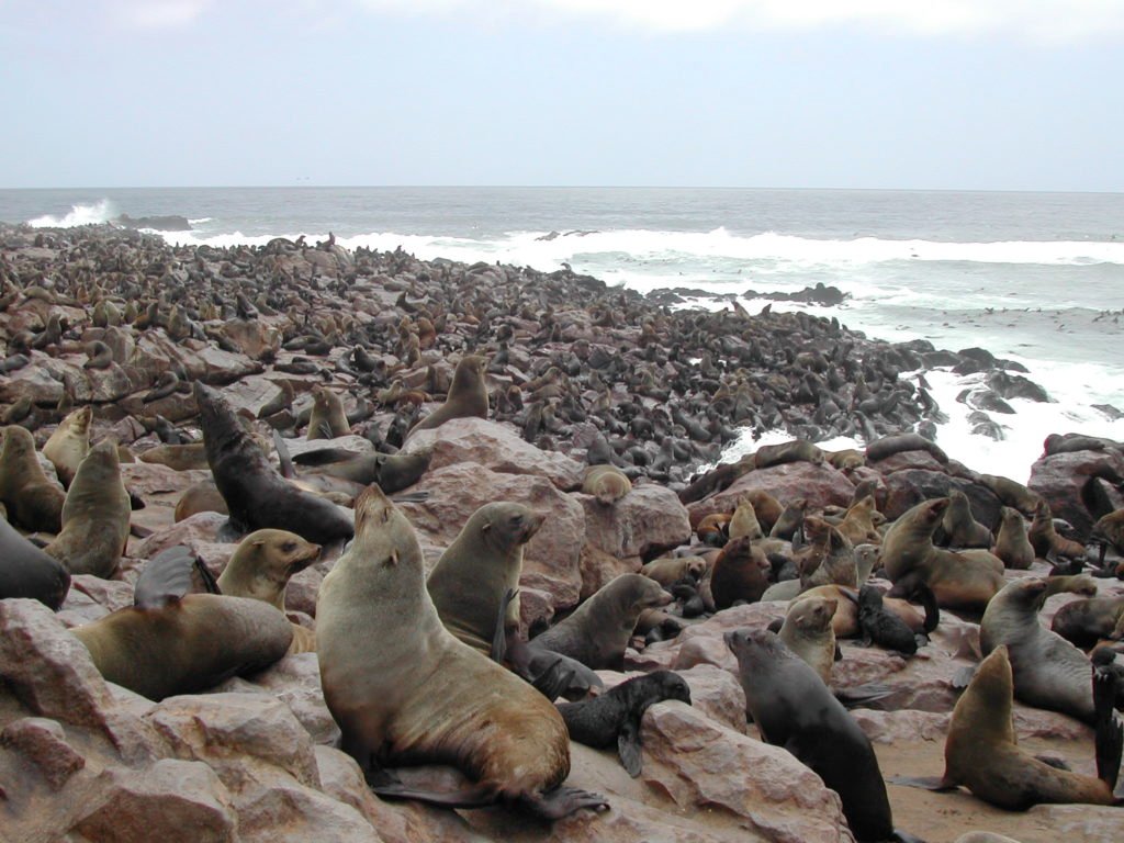   Seal Colony Viewpoint